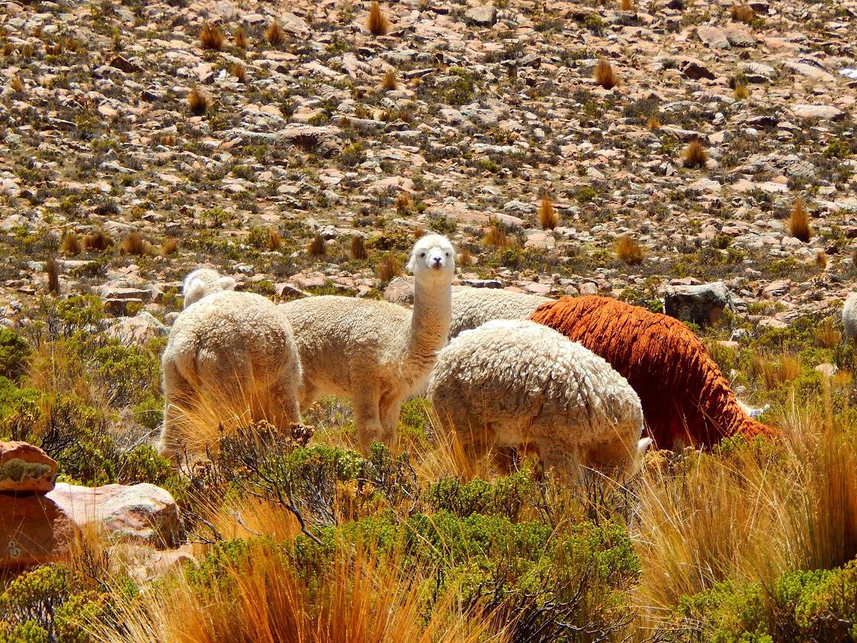 colcandina's tweet photo. #beautifull #camelids #nationalpark #Arequipa 
https://t.co/MPHHo0Lpqx and https://t.co/ktDfqyXNIj https://t.co/WlCxhbcpNi