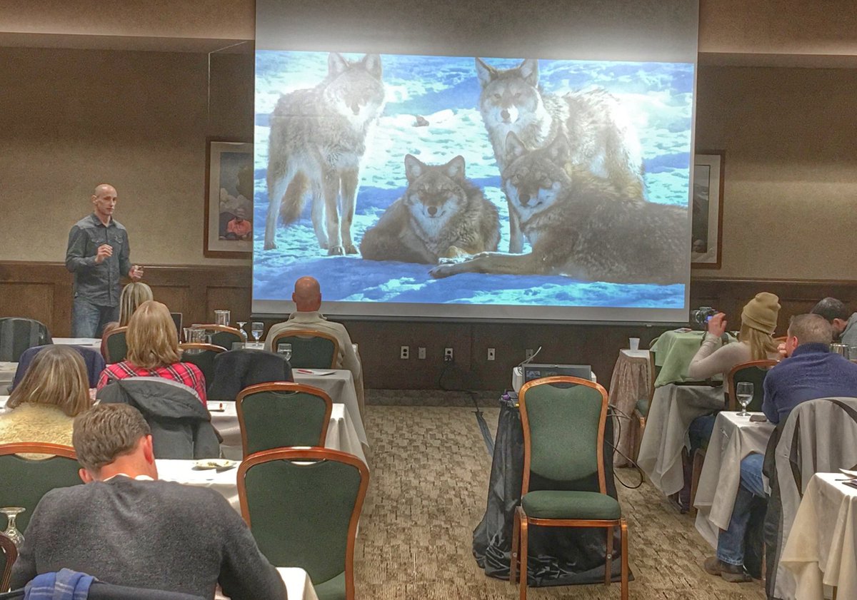 hackingzero's tweet image. Coyotes adapt to their hostile environment in the same way hackers adapt to current cyber protection technologies. #coyotes #securityninja #infosec @MASERGY @jboggan @OTGconsulting