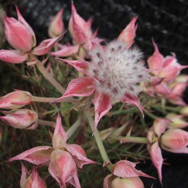 園芸ネット Twitter ನಲ ಲ 南アフリカの常緑低木 カルメンは オーストラリア で品種改良された最新品種 花は小ぶりですが 花付きが良く濃いピンクの花色で節間が短くコンパクトにまとまります フラワーアレンジに人気の花木です T Co Gttq1k6dvq