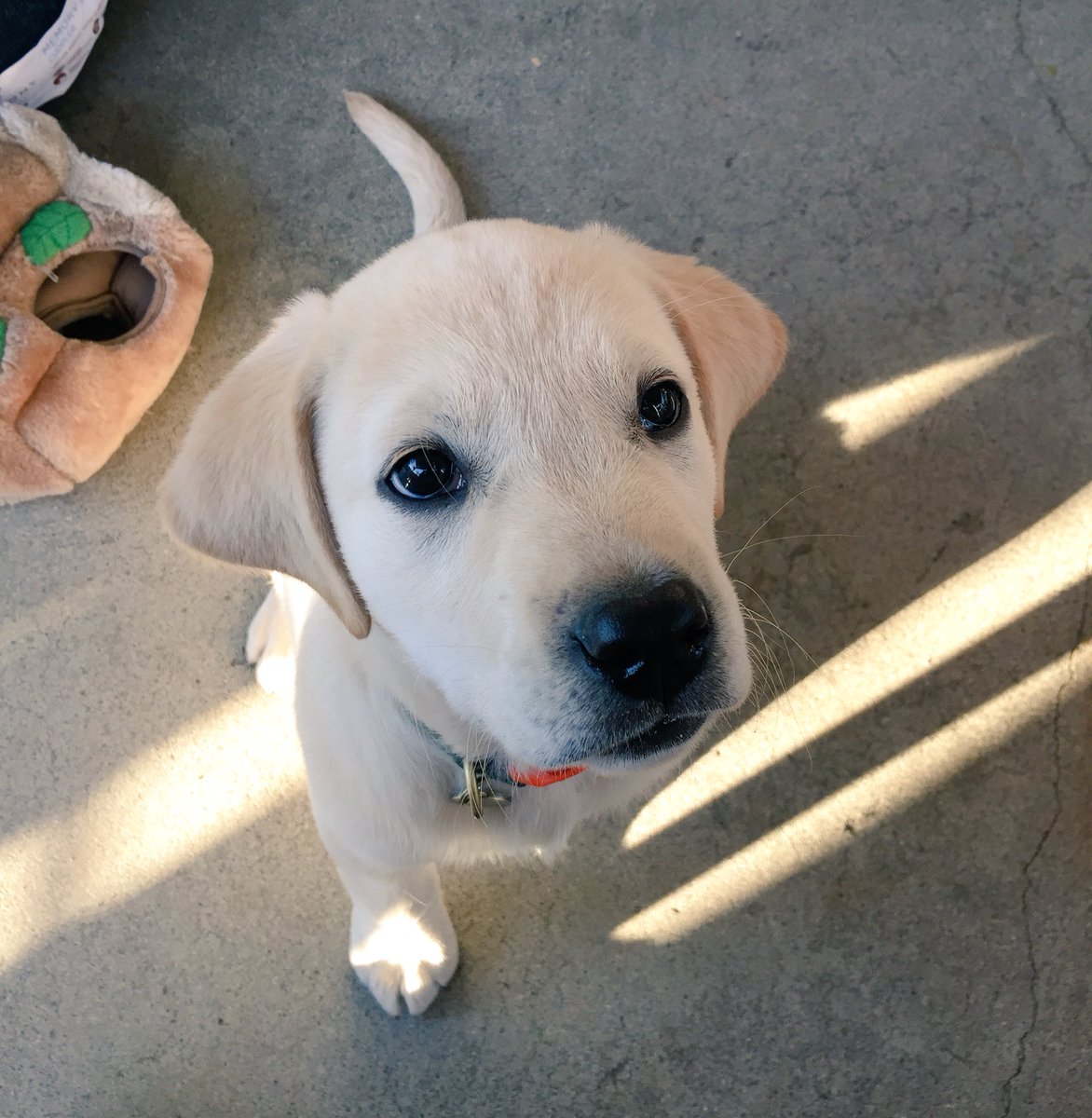 steveshultz's tweet photo. Thanks to @WellsFargo card-free atm access this guy didn’t have to go hungry #missingwallet #petstore #atm  next door #CustomerExperience https://t.co/f7zkIzSbSK