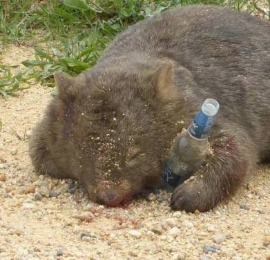 LostWombats's tweet photo. Happy Australia Day
๐ณ๐พ๐ป๐พ๐บ๐พ๐ณ
#Wombat #Hangover #Beer #VB #Fosters #Tooheys #New #XXXXGold #TED #Carlton #Coopers #MelbourneBitter #4Pines #Schooner #MountainGoat #JamesBoag #150Lashes #craftbeer #HappyHour #LittleCreatures #APA #PirateLife #Australiaday #XXXX https://t.co/7o0dexLp9Q