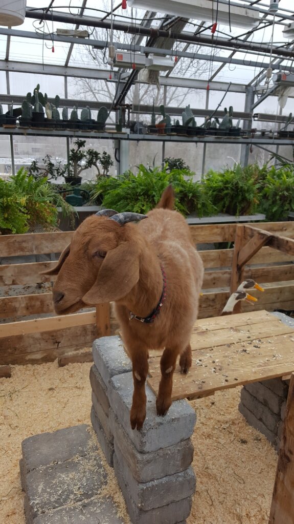 Also at CASS...
Goat therapy 🐐
CASS cares @CollegeavenueSS @cass_knights #celebratingeveryday #positivethinking #Mindset #wayoflife #ThisIsCASS