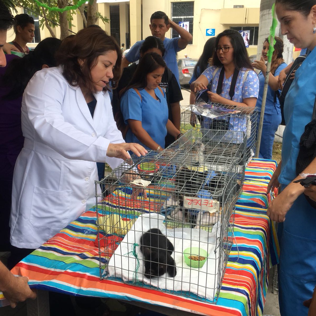 gatitosUG's tweet photo. Todo un éxito nuestra I feria de adopción y venta de nuestros souvenir. Estamos agradecidos con todos por su ayuda, hemos podido recaudar fondos para seguir con nuestro proyecto. #UGatos https://t.co/9ZN0tLgekd