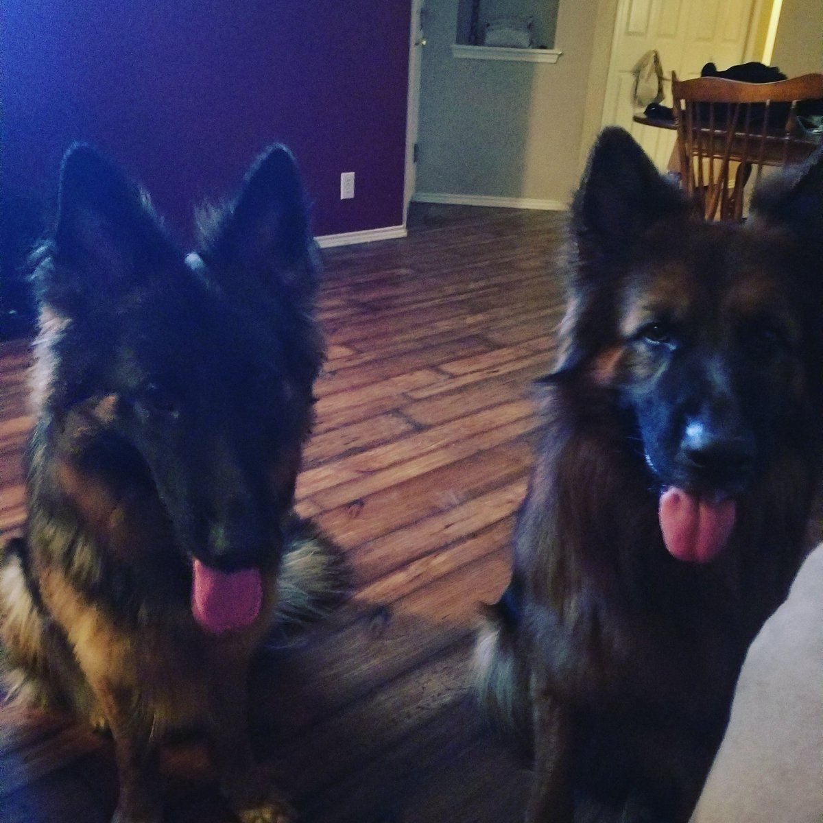 Pawsomepetsit's tweet photo. Nothing like shennigans with griz and gypsy!!! #dogsoftwitter #Dogs #shennigans #AdoptDontShop #GermanShepherd https://t.co/weIqFoqFDp