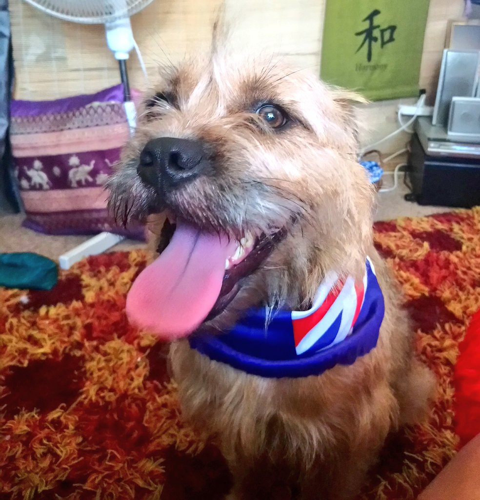 Poppy_MindDogAU's tweet photo. Ready to go now 😎
Oi Oi Oi... 🇦🇺 
#AussieDogs on #AustraliaDay2018 #AussiePoppy #AustraliaDay
#AussieDogsRule https://t.co/fgVKQ3SuMa