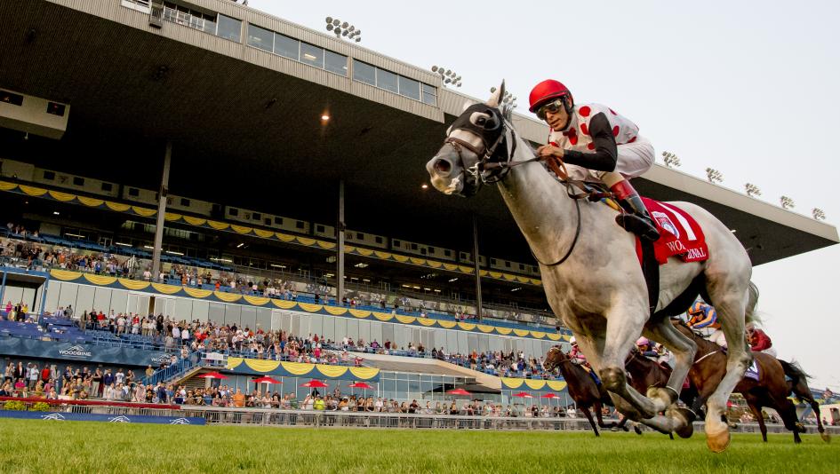 Goodbine56's tweet photo. CONGRATS to @markecasse and Woodbine Mile and @BreedersCup  Mile WINNER #WorldApproval 
2017 Male Turf #EclipseAward WINNER 
#LateInTheDayBetTheGrey https://t.co/dgHHQzdL9g