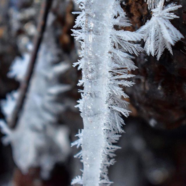 Brian_Schroll's tweet photo. Frost forming on icicles. #PureMichigan https://t.co/kQVREI3aj6