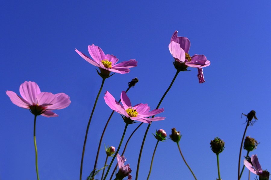 Portta_HDMI's tweet photo. When we were children, it is one of the happiest time that lying in the sea of flowers to observe the sky. https://t.co/yBINsuSvaS