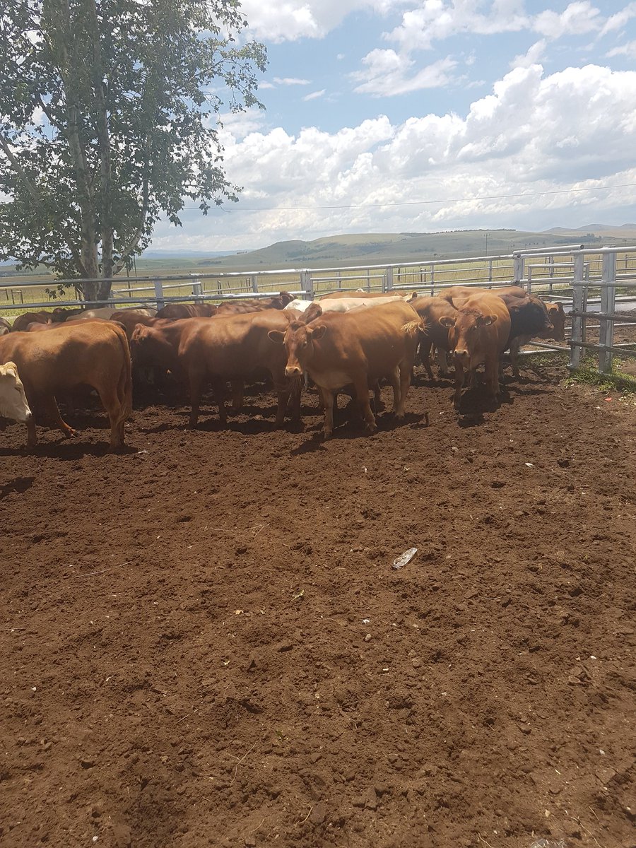 VosterMuchenje's tweet photo. With Monde, @RapiyaMonde1, putting on this hat we are through with the abattoir measurements and sampling. We now beginning the 8 hour #roadtrip to the @ufh1916 University of Fort Hare, Alice - 'Together in Excellence'. @UFH_AnimalSci #meatnaturally https://t.co/ezJebhZLXa