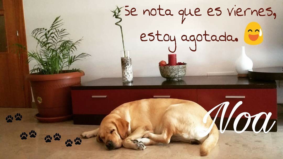 infoMak_Spain's tweet photo. Al #cuerpo no se le #engaña, es #viernes y él lo sabe!!! 
#Noa nota que es viernes, esta agotada!!!  😅😂😀🙃
#FelizViernes #20likesfor20likes #siguemeytesigo #likes #sinfiltro #allnatural #photo #Familia #findesemana #disfrutemosjuntos https://t.co/rjA1fMXeVX