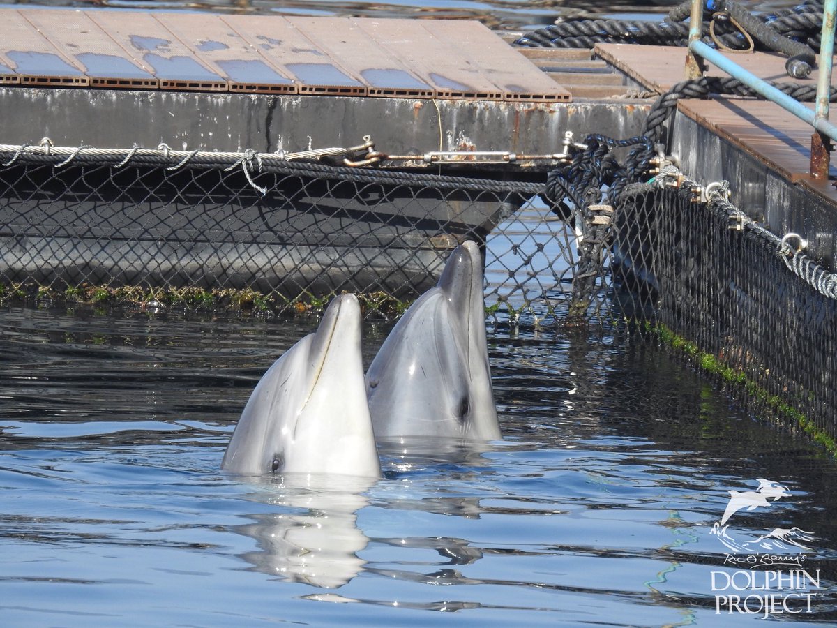 Dolphin_Project's tweet photo. Taiji: The wild dolphins migrating past Taiji swim free today, but the dolphins in captivity continue to beg for food from their trainers. They do not live like real dolphins anymore. Please do NOT buy a ticket to a marine park or dolphin show. 1-26-18 4:51pm #dolphinproject https://t.co/RyDfpMOoWb