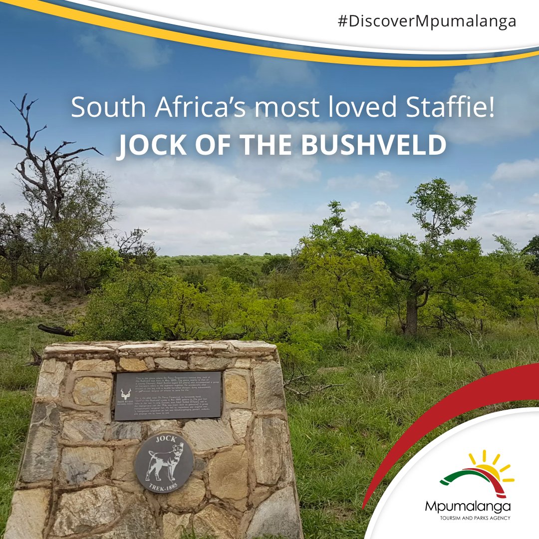 Paying tribute to SA’s most loved Staffie, visit 1 of the 2 memorial sites honouring the legendary Jock of the Bushveld in Mpumalanga.
#DiscoverMpumalanga bit.ly/2C4KHNY