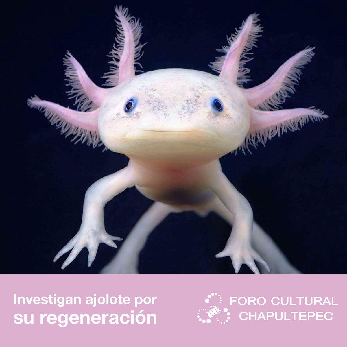 Un equipo de científicos decodificó la información genética del ajolote para estudiar su regeneración de miembros y tejidos así como la reparación de médula espinal y tejido de retina.