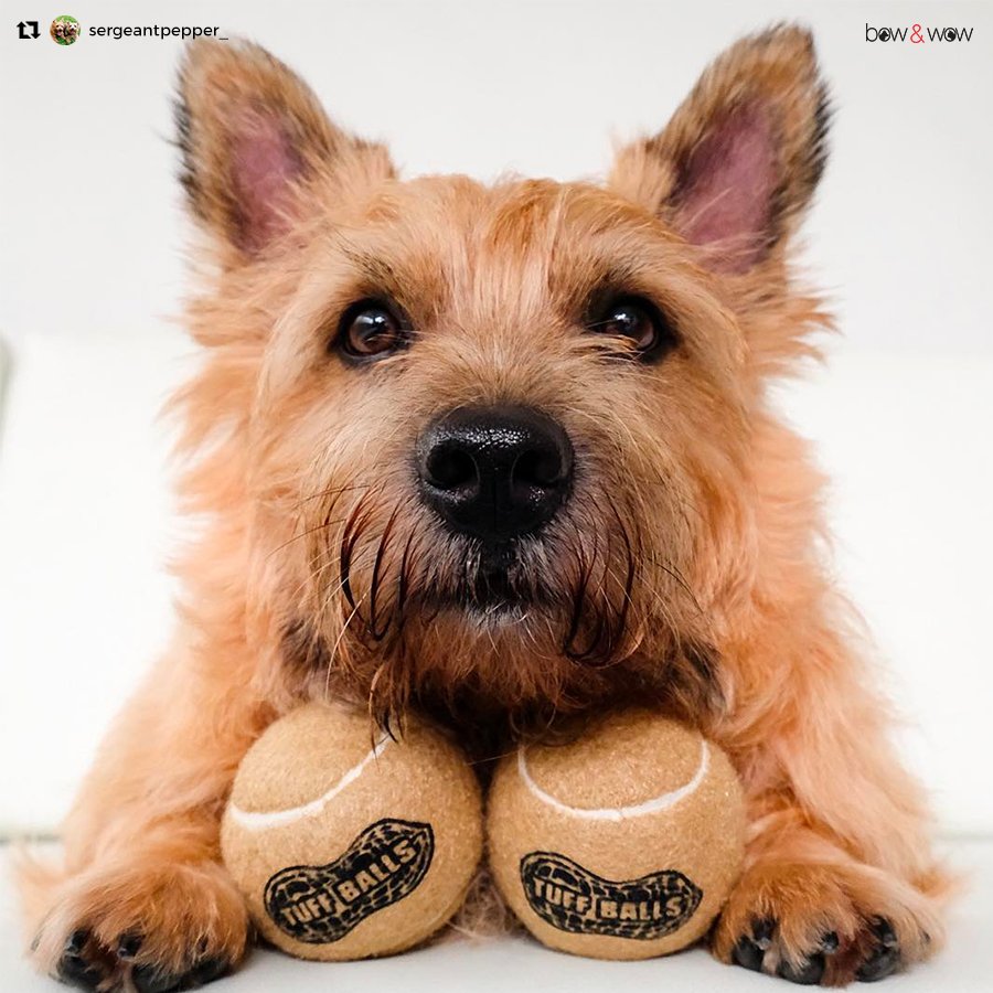 bowandwow's tweet photo. Balls also perfect as fetch toys for your playful #furbabies. Thanks, @sergeantpepper_, for tagging us in the photo! #kongballs
#bowandwow https://t.co/6nhrB1DTpS