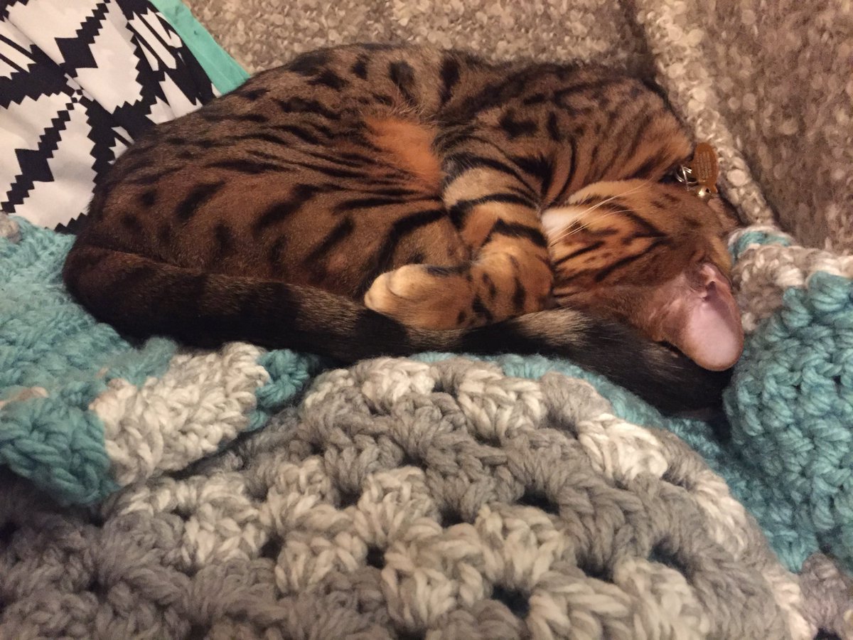 LilLeopardSpots's tweet photo. The new blanket is really for me, right, @breckcogswell? Thanks. 
❤️Tenzing https://t.co/QBV3HEVIFm