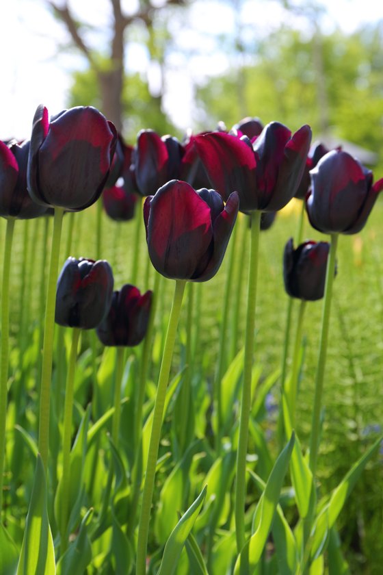 創作に使える花ことば ブラックチャーム 黒いチューリップ 深みを帯びた赤色が入っており 落ち着いた雰囲気を見せる花 花言葉は 理想の恋人 花ことば 花言葉