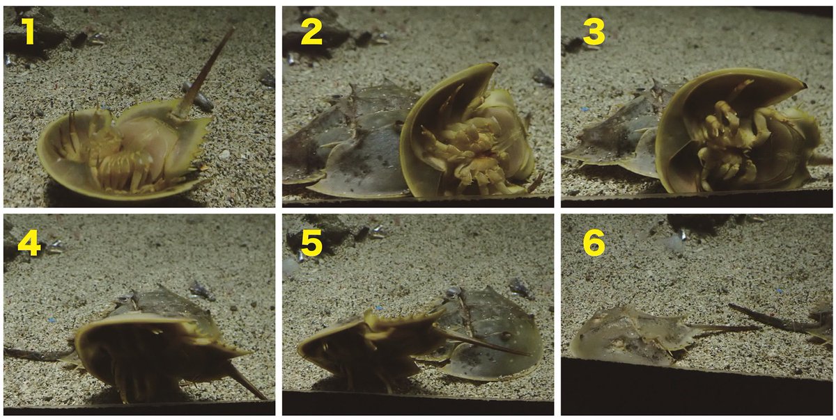 公式 アクアマリンふくしま アメリカカブトガニの救出 ひっくり返ってしまったカブトカニの後ろを別のカブトガニが通り過ぎていった結果 短時間でもとに戻れました アクアマリンふくしま