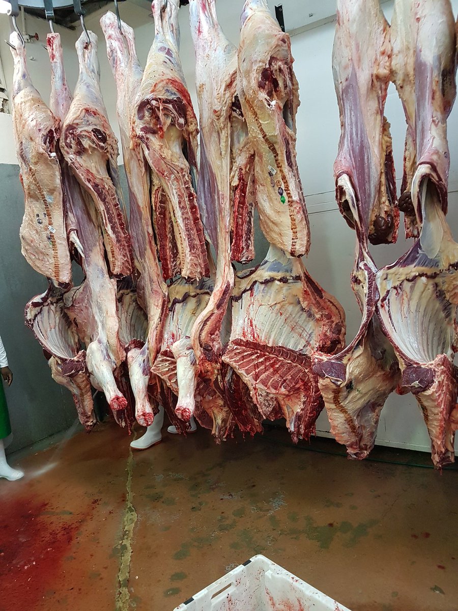 VosterMuchenje's tweet photo. Last day of carcass measurements be4 we take the meat samples to the @ufh1916 @UFH_AnimalSci laboratory & determine meat tenderness, colour, cooking loss, drip loss, juicineness, flavour, etc. This morning we are working in chillers at 0-4 Degrees Celsius. #meatnaturally https://t.co/Q0VFOMloik