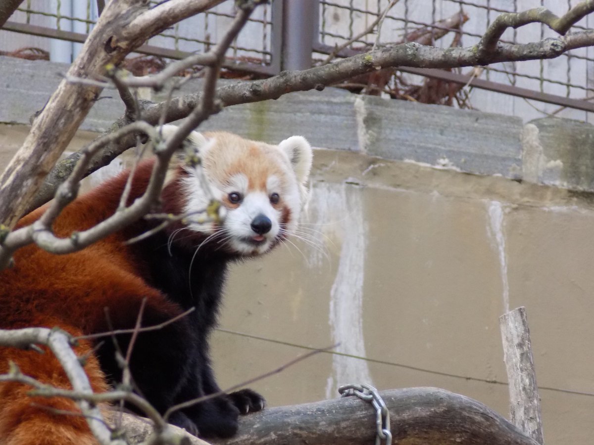 RedPandasDaily's tweet photo. Smol blep 👅 https://t.co/iIVq60NZCR
