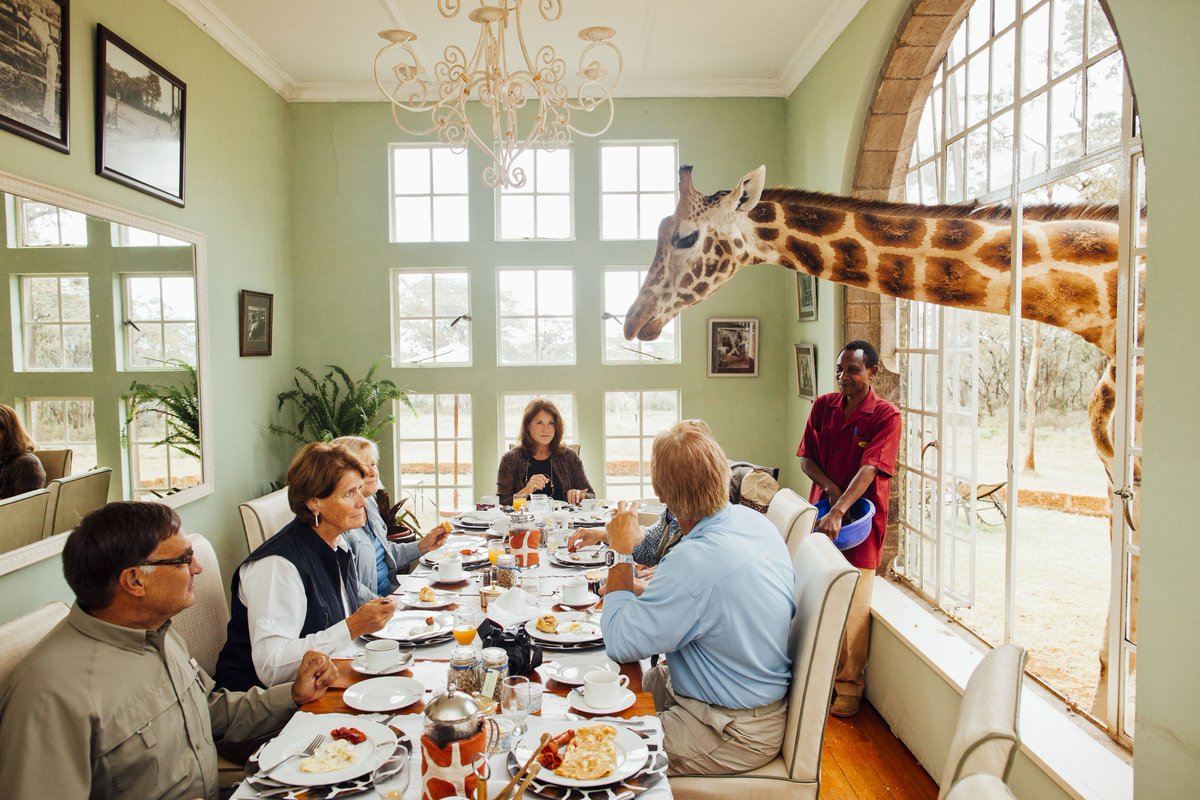 forthandwonder's tweet photo. Eat breakfast with a special guest at Nairobi’s Giraffe Manor. A herd of resident Rothschild giraffe visit every morning and will poke their long necks through the window in hope of a treat. https://t.co/d2HWb5aWem #kenya #forthandwonder https://t.co/BUS4eZcAYL
