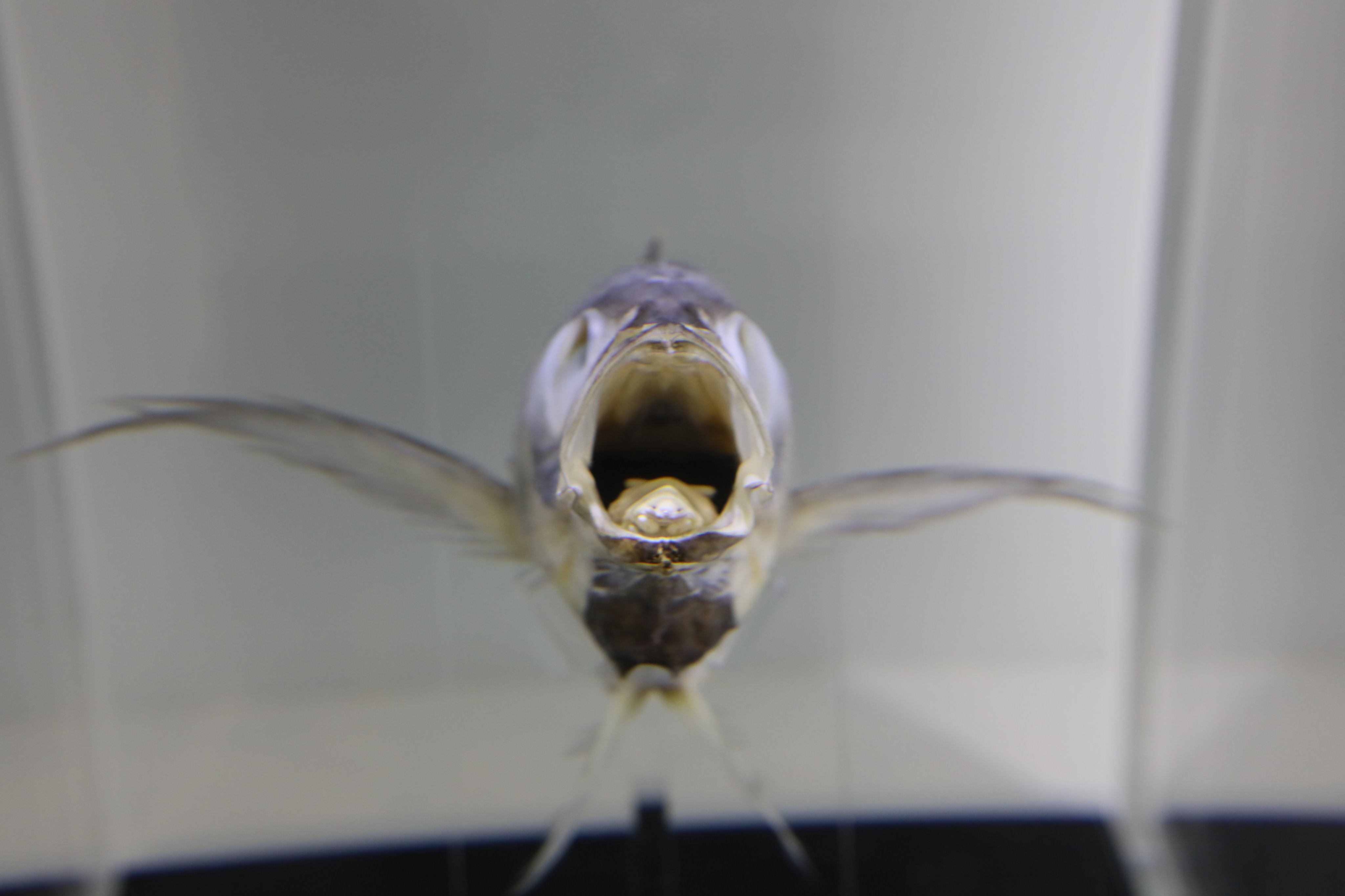 葛西臨海水族園 公式 アジの口の中にはウオノエ アジの口の中をのぞいてみると ダンゴムシに似た生き物が顔を見せています この生き物はウオノエと呼ばれ 漢字だと 魚の餌 しかし実際は 魚の口の中に寄生して栄養を吸いとっているので
