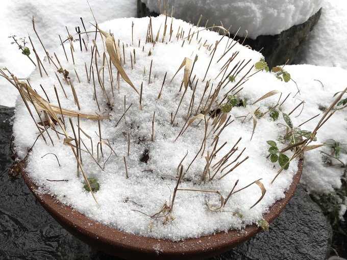 フウチソウの育て方は 植え替えや剪定 増やし方など長く育てるコツを解説 Kurashi No