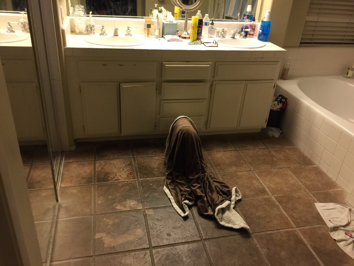 mythicalwndfish's tweet photo. Let's just talk about how my dad caught my dog getting up for a midnight drink wrapped in her blanket then casualy walking back to bed 😂 https://t.co/2BEEUaOrnG