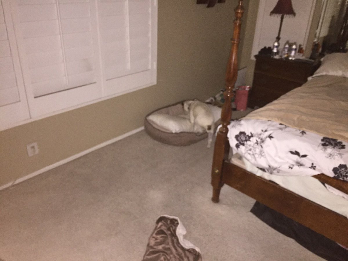 mythicalwndfish's tweet photo. Let's just talk about how my dad caught my dog getting up for a midnight drink wrapped in her blanket then casualy walking back to bed 😂 https://t.co/2BEEUaOrnG