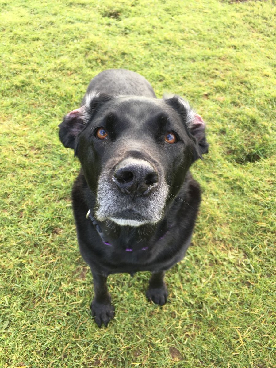 Mr Grey Ears ❤️

#blacklabrador #mrgreywillseeyounow #windydays