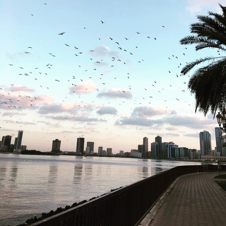 kaaddevelopers's tweet photo. Morning Views before I sit in front of 3 computer screens for the rest of the day.

These quaint, silent mornings is what I look forward to when I wake up.

#kaaddevelopers #programminglife #earlymornings #codinglife #meditation #earlymorningmusings #lifeisanadventure https://t.co/JtqvWW3VOv