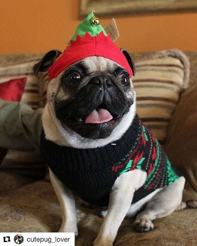 dempugsthough's tweet photo. Shop for pug lovers in bio 👉 @dempugsthough 🐶 Worldwide shipping 🌍✈️. 💗Please follow us: @dempugsthough #gift #ideas #pug #doggosandpuppers #fun #happy #joyfultimes https://t.co/daW3fCZZdq https://t.co/pGdXbKtzgn