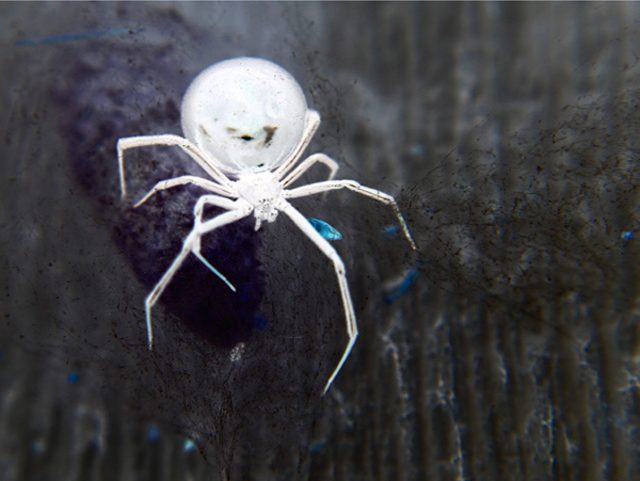 Rare Albino Black Widow Spider