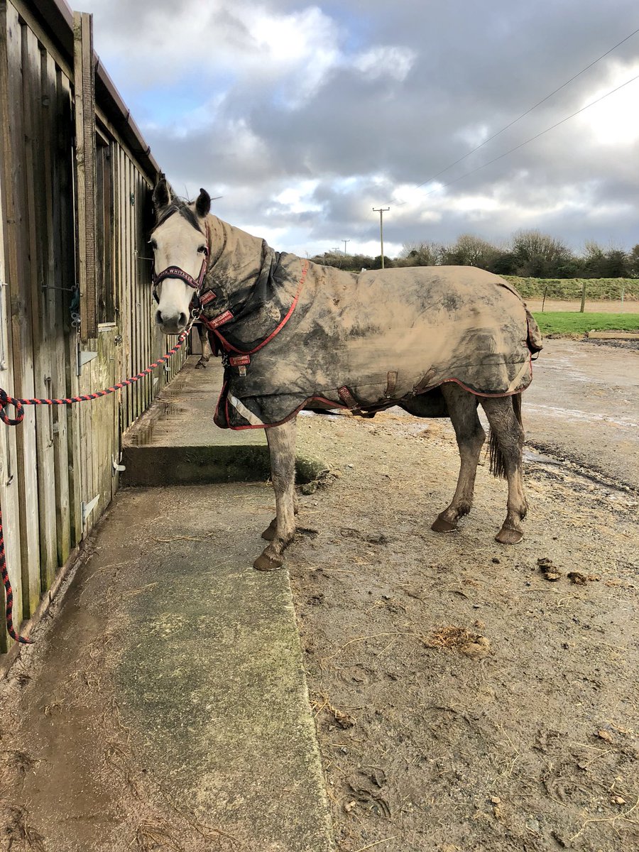 steph91thomas's tweet photo. That rug was only brand new on a few days ago! #MudMonkey https://t.co/9eHjKK7w1f