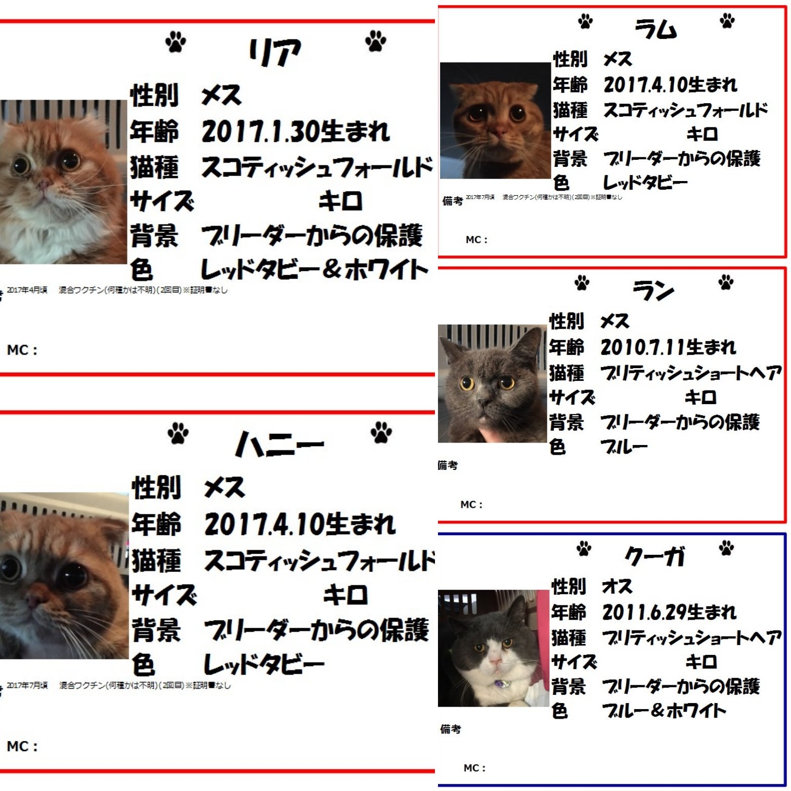 保護猫カフェ鶴橋店 ２階 元保護猫カフェマンチカン Pa Twitter 里親募集 ブリティッシュショートヘア クーガ ブリティッシュらしい しっかりした体型 でも 成猫ブリティッシュにして小さく感じます 保護時は少し緊張していましたが 今朝はお腹を出して