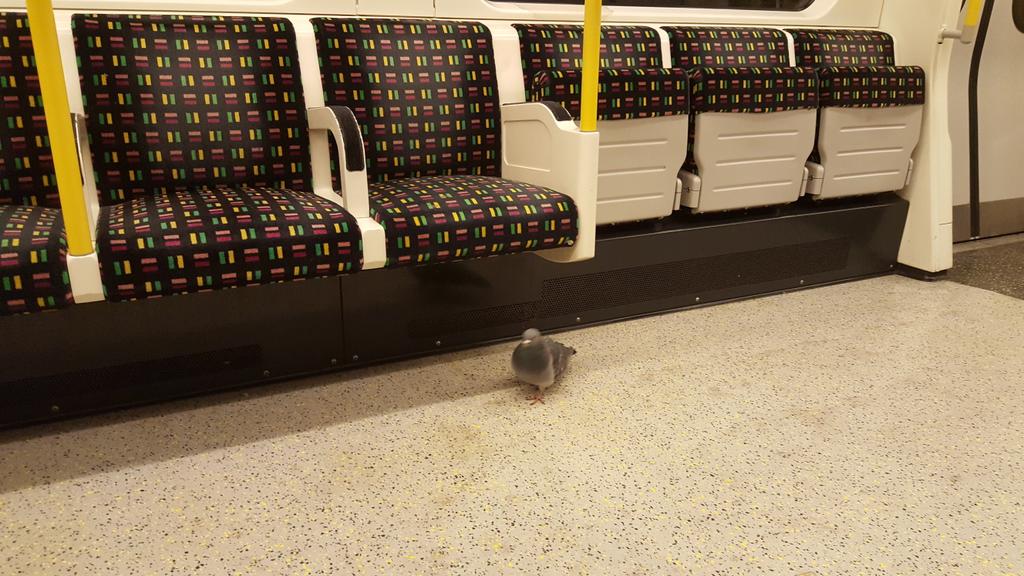 Dave Gorman tweet media