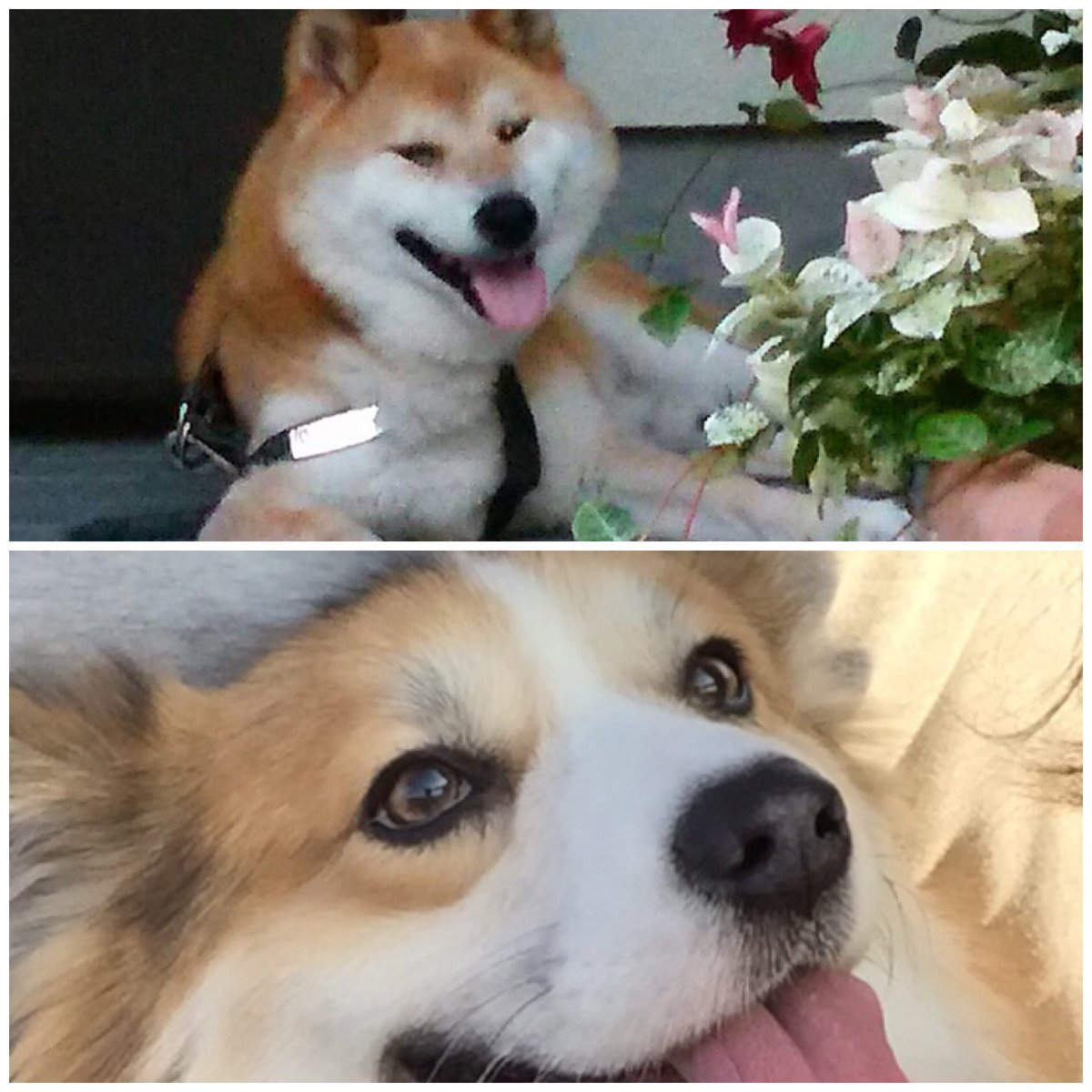 癒しの笑顔