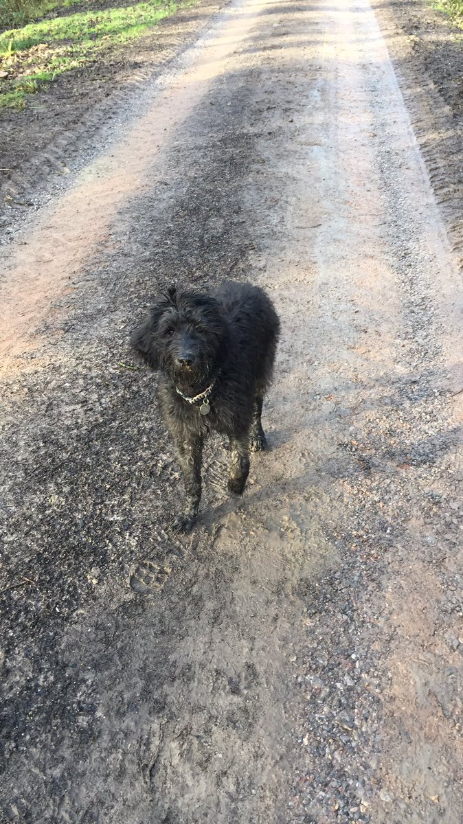 Congratulations to <a href="/WoodlandTrust/">WoodlandTrust</a> for an excellent reparation to the paths in #Duncliffewood. More accessible for walkers and pals