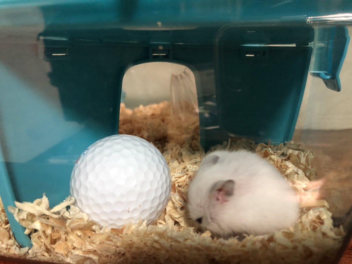 美四季 ハムスター ゴルフボール こんくらいの大きさ どっちがボール 笑