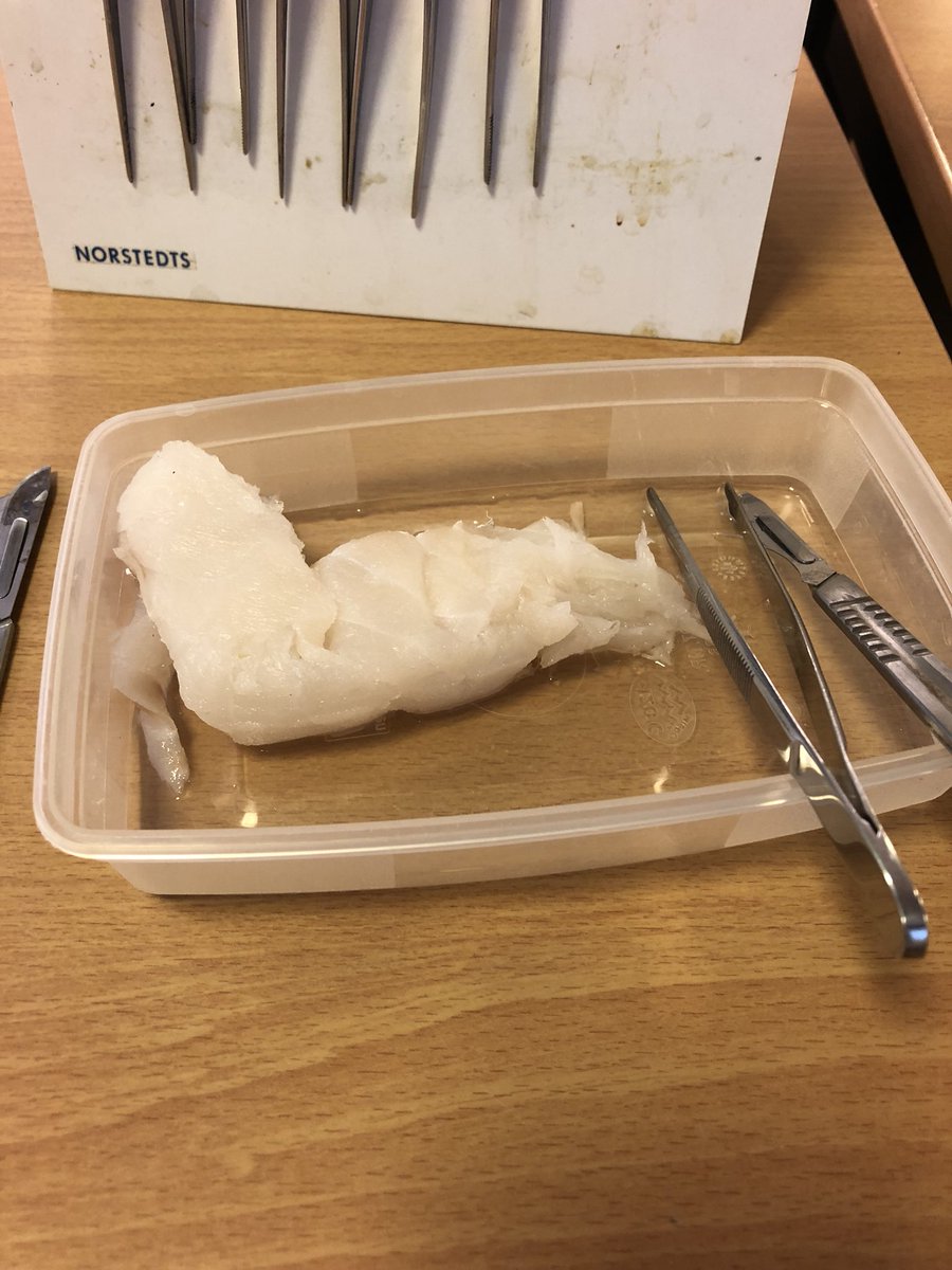 Dagens kemilektion är väldigt vardagsanknutet. Frågan är: När stelnar protein (vi testar torsk)? #källängensskola #lidskol #kemiärkul