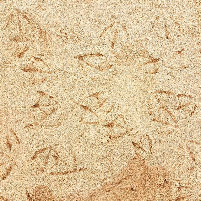 They came... They conquered #seagull bit.ly/2DFEEov