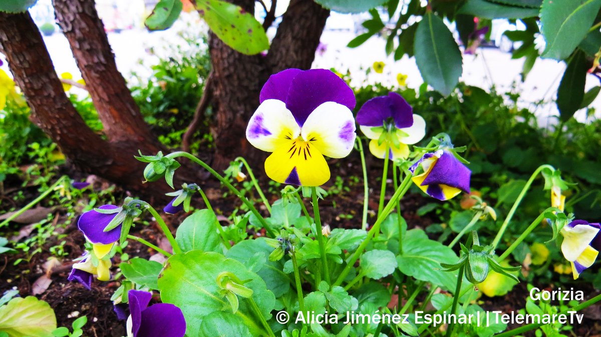 Abbiamo appena pubblicato il meteo di questo weekend sulla nostra pagina facebook. 
Grazie a tutti.
facebook.com/telemareTVGori…
#meteo #fvg #telemare #26gennaio #oggi #buongiorno #mattina #grigia