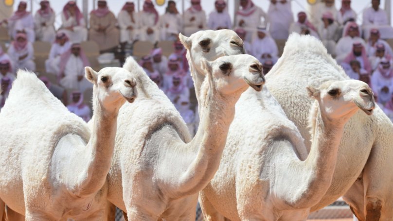 audrarsewell's tweet photo. Camels Disqualified From Beauty Contest After Having Botox #beauty https://t.co/YPsoPl4GBs https://t.co/FsEbcp1L1f