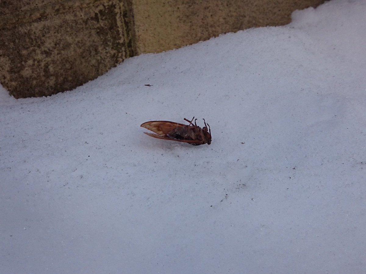 雪の上に落ちているセミが発見される なぜここにいる Togetter 雪の上に落ちているセミが発見される なぜここにいる Togetter