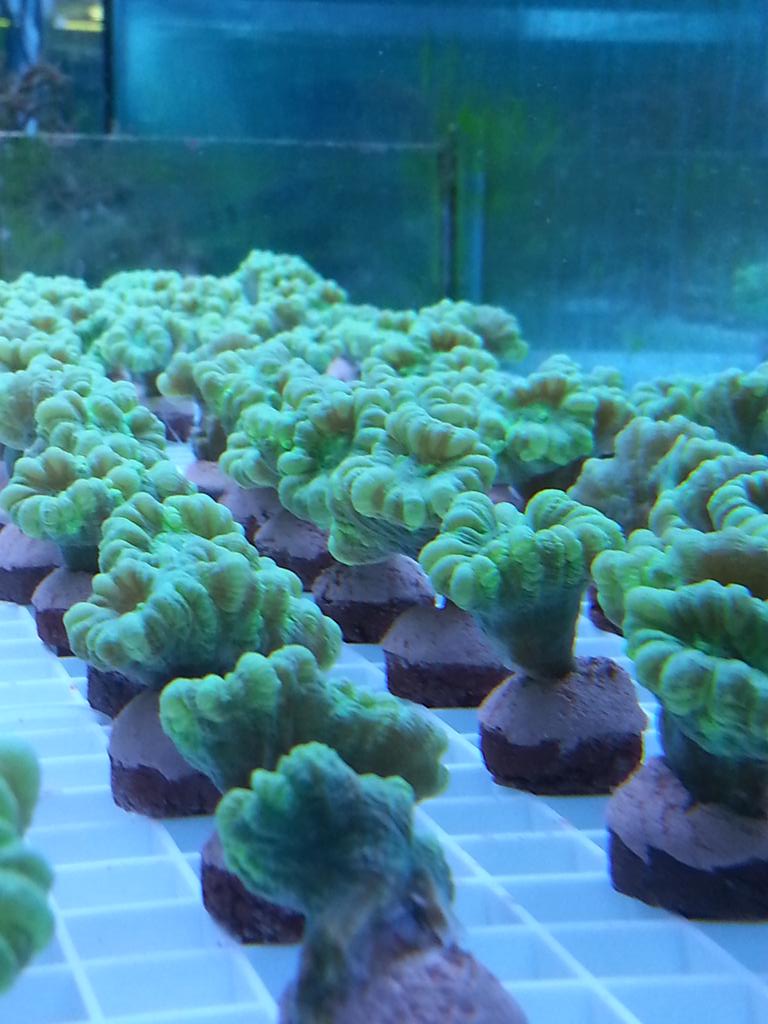 Our #FridayMotivation for you to get true the day. Our #picoftheday our batch of #caulastraea or #candycane #coral ready to ship for next week....... get in touch if you would like them on your #Order.