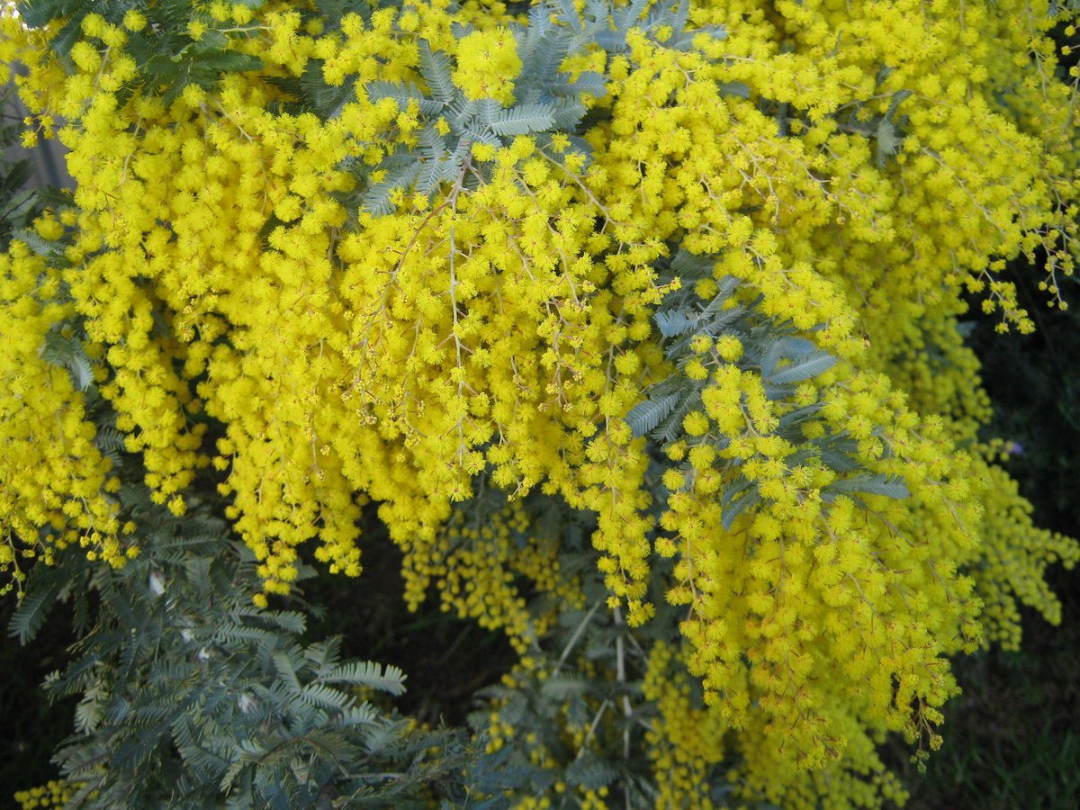 Burgon Ball On Twitter For Australiaday The National Flower Of Australia Golden Wattle Naturelovers