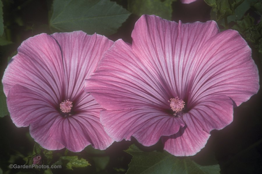 Graham_Rice's tweet photo. Forty years after its first award, Lavatera 'Silver Cup' is still going strong. Find out why on my Plant Talk blog for @mrfothergill today https://t.co/iJZ4F4owHu #lavatera #Fleuroselect #AGM #RHS #hardyannual #flowerseed #mrfothergills #planttalk https://t.co/cPoBUTm4FN