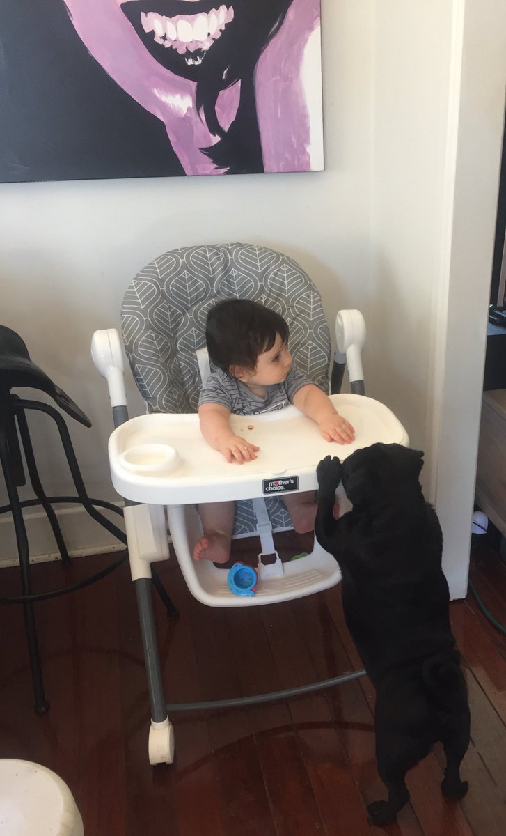 Mariothepug's tweet photo. Stealing food from my baby brother. https://t.co/7KJWkdJleJ