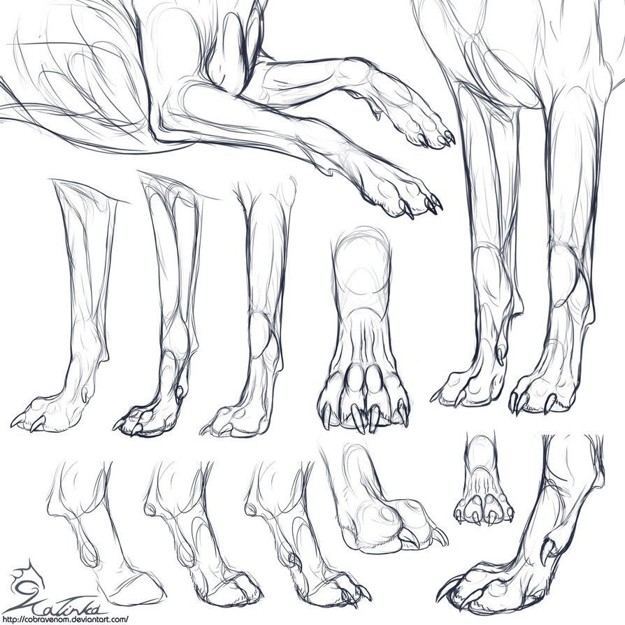 Wolves Feet Wolf Paw Anatomy