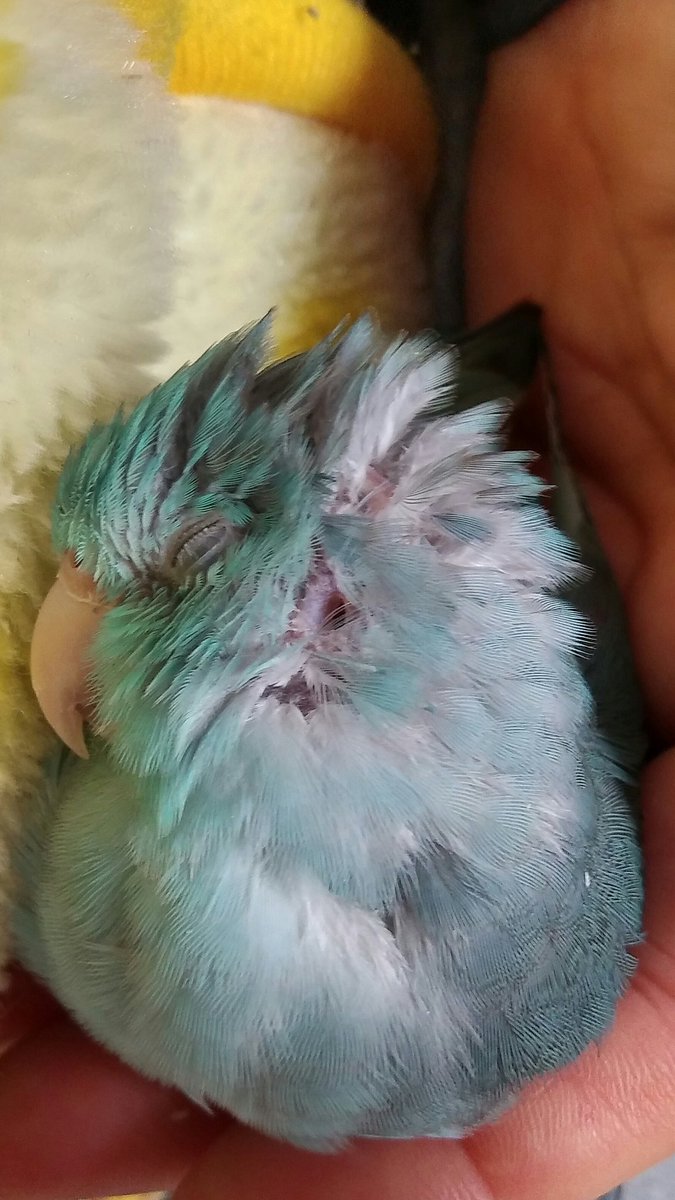 琉璃 るりちゃ ん 聞こえますかー マメルリハ インコ 可愛い耳