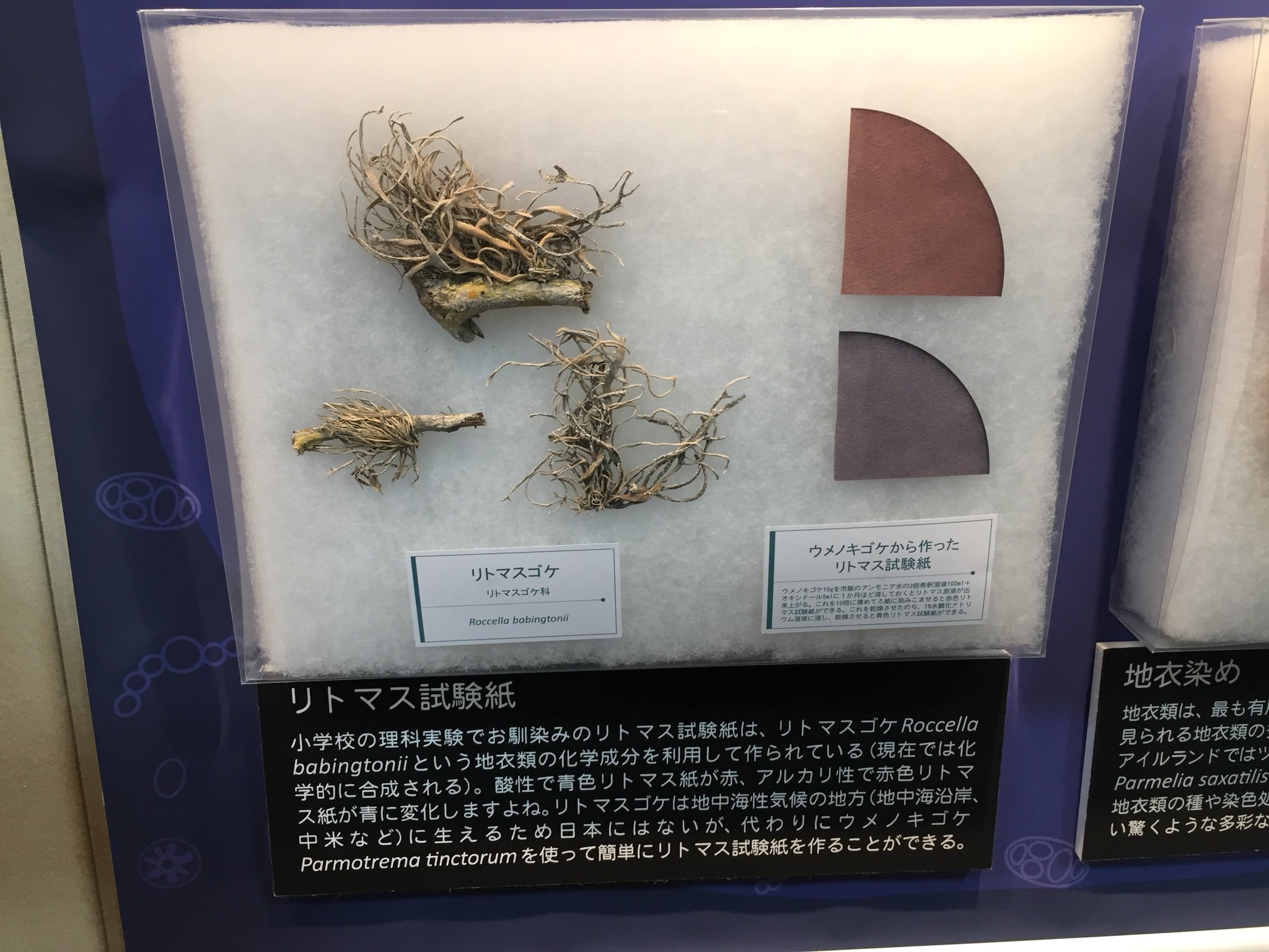 マサムネ あつ森はアジア島 地衣類を活用した品であるリトマス試験紙 小学校での酸性アルカリ性の実験でお馴染みですね あれは リトマスゴケ という地中海の地衣類から抽出した成分を使って作られたのが語源なのですよ 日本にはリトマスゴケが生息